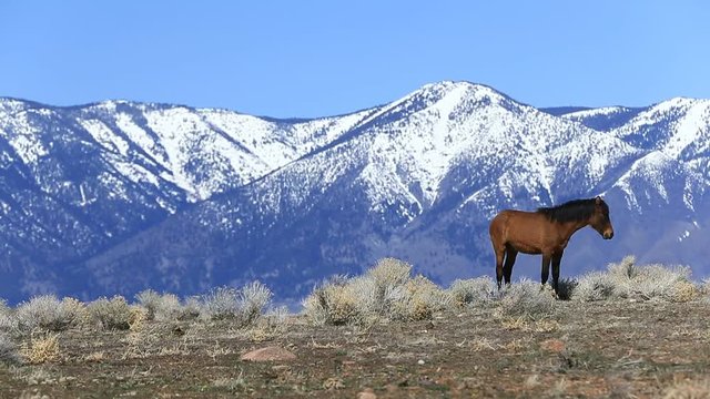 Carson Valley Nevada Wild Mustang Horse with Snowy Mountains - Shallow Depth of Field.  Heat Distortion is coming off the ground from the early morning light.  Horse Turns and looks at camera.