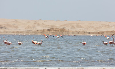 Flamingos  in Paracas, Peru.
