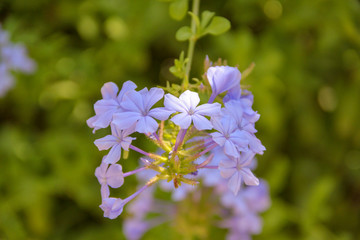 White flowers on a blurred green background