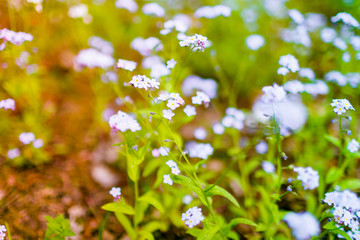 Forget me nots in bloom selective focus. Allergy concept. Spring flowers