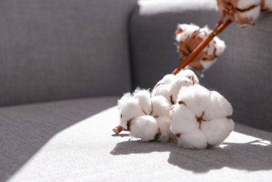 Branch with cotton flowers on sofa