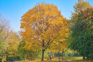 Fototapeta na wymiar Tree with yellow leaves in sunlight. A park, Autumn