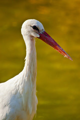Weißstorch (Ciconia ciconia)