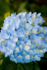 Beautiful Flowers (Hydrangea macrophylla) or Hortensia flower is blooming. close up, Blurred background