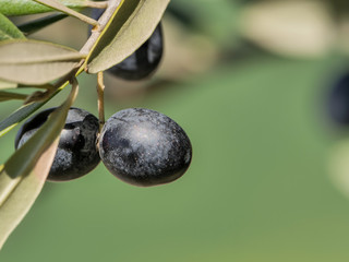 Natural black olives on a sunny day and unfocused background