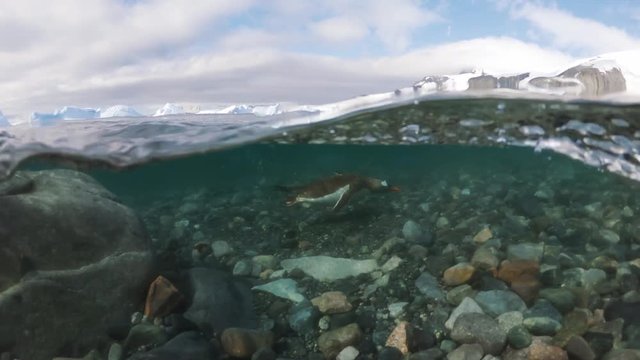 Gentoo Penguins Swimming under water in Antarctica