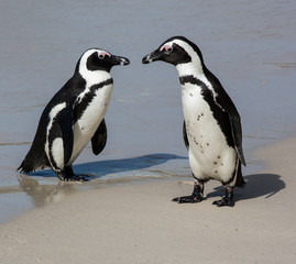 Penguin Pair on the clean sand at the sea shore