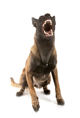 malinois in studio
