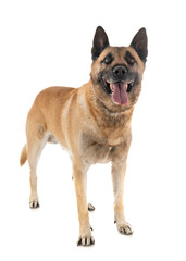 malinois in studio