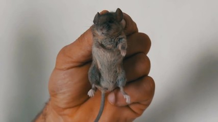 Male hand holding a small house mouse caught in the skin. Gray rodent caught