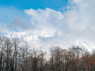おもしろい雲と空と木々のイメージ素材