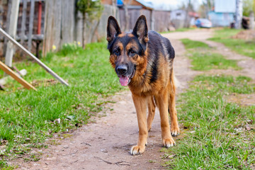 Dog German Shepherd in a village in a summer