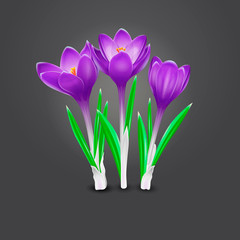 Vector illustration of three crocus flowers