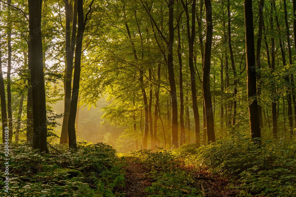 Wall mural beautiful, mysterious sunset in the forest with sunbeams between the trees and many green plants in 