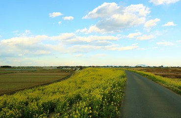 風景　道　空　菜の花　渡良瀬　栃木