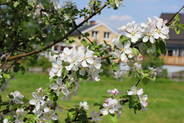 A blossoming apple tree with houses in the background.