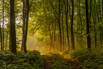 Beautiful, mysterious sunset in the forest with sunbeams between the trees and many green plants in...