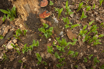 lilies of the valley