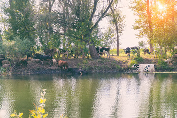 Fototapeta na wymiar Cows stand in the water on a hot day