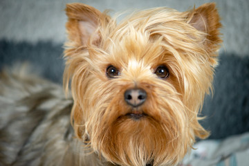Yorkshire Terrier Puppy Posing for the Camera