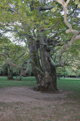 Agios Nikolaos Park Naousa Greece Europe