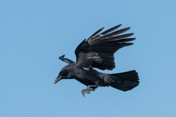 Flying raven on landing in front of blue sky