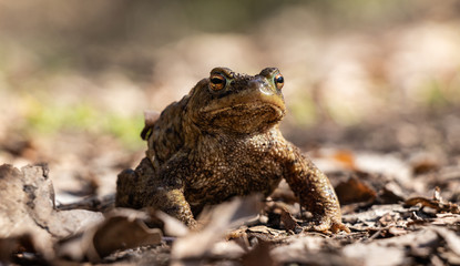Erdkröte aus der Froschperspektive