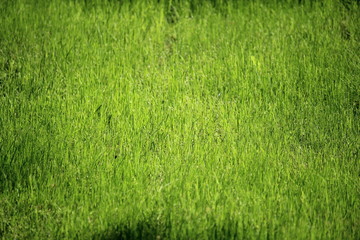 Bright green grass in spring season