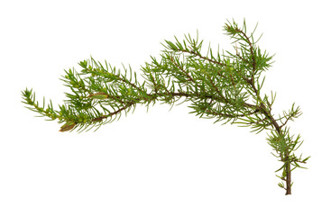 Common juniper, Juniperus communis twig isolated on white background