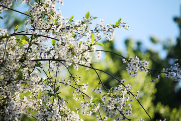 Blossoming trees in spring season
