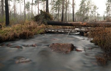 Stream in forest photograped in early spring