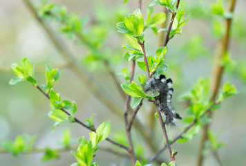 Young dark tussock, Dicallomera fascelina larva feeding on salix twig