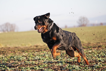 Rottweiler spielt