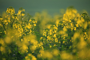 Rapsfeld und Blüten