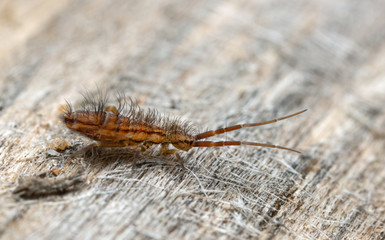 Slender springtail, Orchesella flavescens on wood