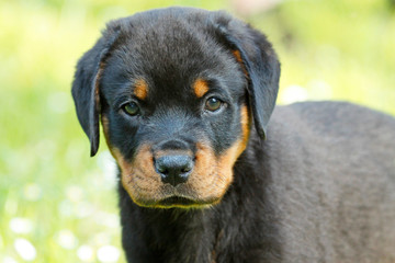 Obraz premium Kleiner Rottweiler Welpe Rottweilerwelpe