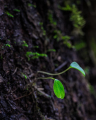 Little leaves growing from a tree