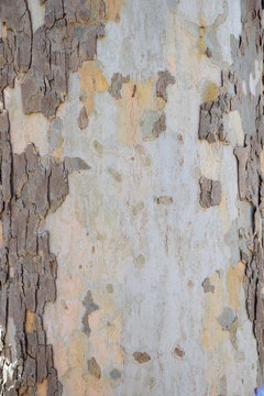 Platane, Platanus, Platanenbaum, Borke