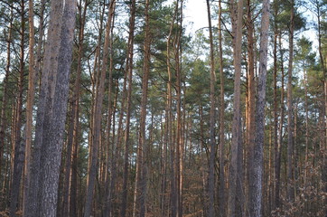 foto  Sobieniak © Szymon