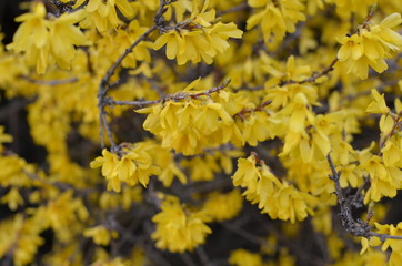 jesienią, feuille, opad, klon, drzew, charakter, zółty, liści, pora roku, czerwień, bory,...