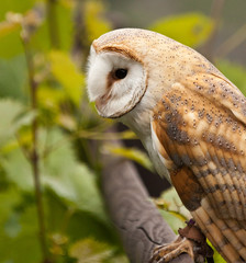 Mediterrane Schleiereule (Tyto alba alba)