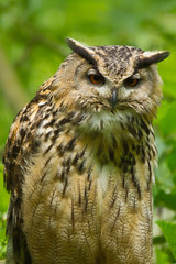 Uhu (Bubo bubo)