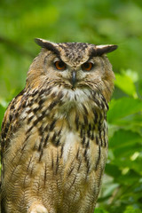 Uhu (Bubo bubo)
