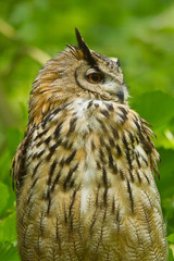 Uhu (Bubo bubo)