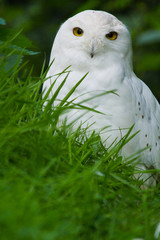 Obraz premium Schnee-Eule (Bubo scandiacus)