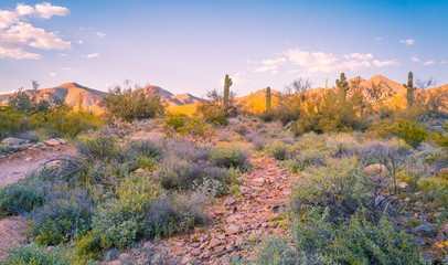 Desert Mountains are incredibly beautiful and fun to watch throughout the day as they change frequently, cooling in the shade to blue hues, and turning a bright orange that glows with sunset - obrazy, fototapety, plakaty