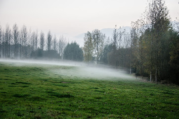 Fog on a meadow in East Flanders, Belgium