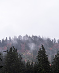 Foggy trees on the mountain