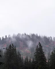 Photo sur Plexiglas Forêt dans le brouillard Arbres brumeux sur la montagne