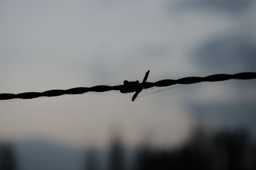Barbed wire silhouette with blurred background
